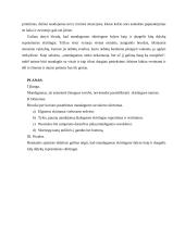 Kiekviena tauta mandagumą supranta skirtingai. Kalbėjimas 3 puslapis