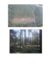 Miškų kirtimai (rusiškai) 4 puslapis