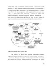 Azoto ciklas 14 puslapis
