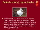 Nykstantys Lietuvos gyvūnai 2 puslapis