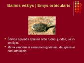 Nykstantys Lietuvos gyvūnai 11 puslapis