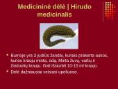 Nykstantys Lietuvos gyvūnai 12 puslapis