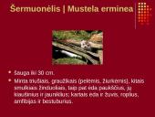 Nykstantys Lietuvos gyvūnai 3 puslapis