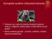 Nykstantys Lietuvos gyvūnai 4 puslapis