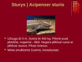 Nykstantys Lietuvos gyvūnai 5 puslapis