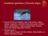 Nykstantys Lietuvos gyvūnai 6 puslapis