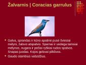 Nykstantys Lietuvos gyvūnai 7 puslapis