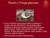 Nykstantys Lietuvos gyvūnai 8 puslapis