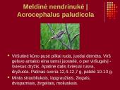 Nykstantys Lietuvos gyvūnai 9 puslapis