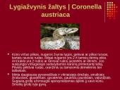 Nykstantys Lietuvos gyvūnai 10 puslapis