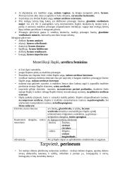 Išoriniai moters lyties organai 3 puslapis