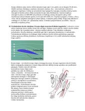 Biomechanikos konspektas 7 puslapis