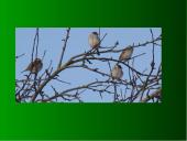 Žemės diena pristatymas 5 puslapis