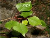 Lietuvos medžiai 11 puslapis