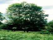 Lietuvos medžiai 13 puslapis