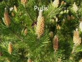 Lietuvos medžiai 15 puslapis