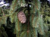 Lietuvos medžiai 19 puslapis