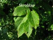 Lietuvos medžiai 5 puslapis