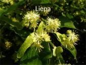 Lietuvos medžiai 7 puslapis