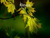 Lietuvos medžiai 9 puslapis