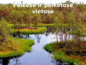 Indų neturintys augalai 12 puslapis