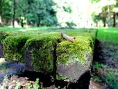Indų neturintys augalai 17 puslapis