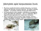 Nuodingosios žuvys 8 puslapis