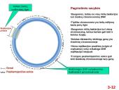  Chromosomų sandara ir molekulinė struktūra  12 puslapis
