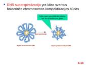  Chromosomų sandara ir molekulinė struktūra  14 puslapis