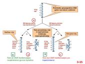  Chromosomų sandara ir molekulinė struktūra  15 puslapis