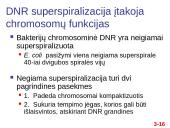  Chromosomų sandara ir molekulinė struktūra  16 puslapis