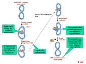  Chromosomų sandara ir molekulinė struktūra  19 puslapis