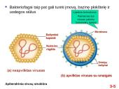  Chromosomų sandara ir molekulinė struktūra  5 puslapis