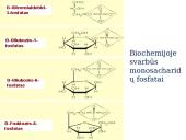 Angliavandeniai. Pristatymas 11 puslapis