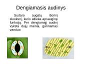 Augalų audiniai 5 puslapis