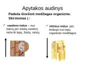 Augalų audiniai 6 puslapis