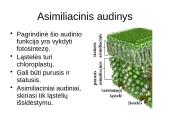 Augalų audiniai 7 puslapis