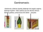 Augalų audiniai 8 puslapis