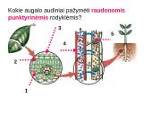 Augalų audiniai 10 puslapis