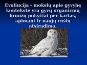Evoliucijos įrodymai. Pristatymas 2 puslapis