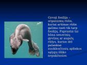 Evoliucijos įrodymai. Pristatymas 14 puslapis