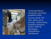 Evoliucijos įrodymai. Pristatymas 20 puslapis