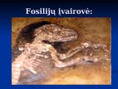 Evoliucijos įrodymai. Pristatymas 8 puslapis