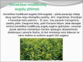 Genetiškai modifikuoti organizmai 6 puslapis