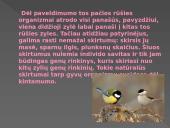 Genetikos pagrindai. Pristatymas 4 puslapis