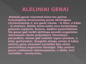 Genetikos pagrindai. Pristatymas 8 puslapis