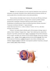 Nėštumas 4 puslapis