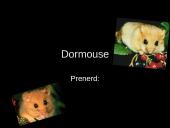 Dormouse (gyvūno pristatymas)