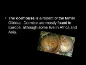 Dormouse (gyvūno pristatymas) 2 puslapis