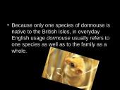 Dormouse (gyvūno pristatymas) 4 puslapis